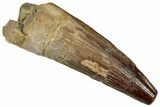 Fossil Spinosaurus Tooth - Real Dinosaur Tooth #327623-1